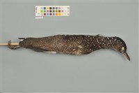 藏品(黑冠麻鷺)的圖片